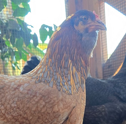 Goldie