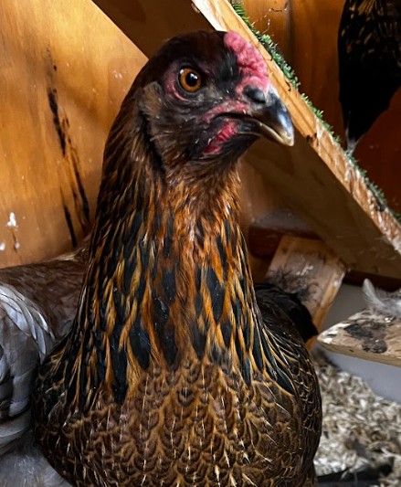 Lady Hawk