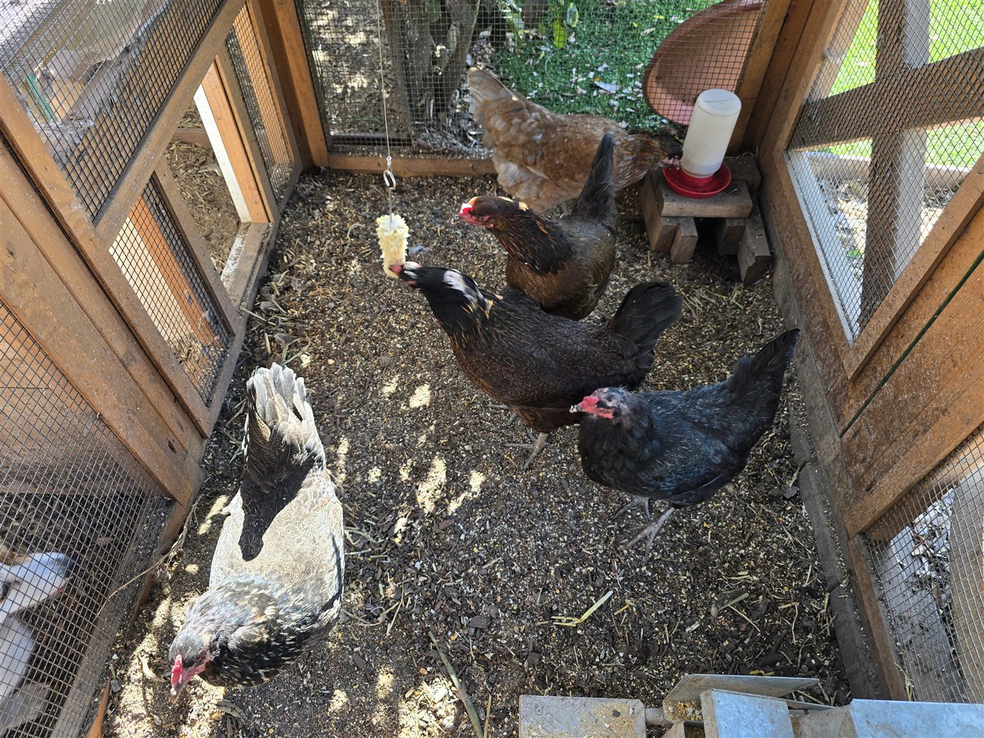 The EggsAzul flock