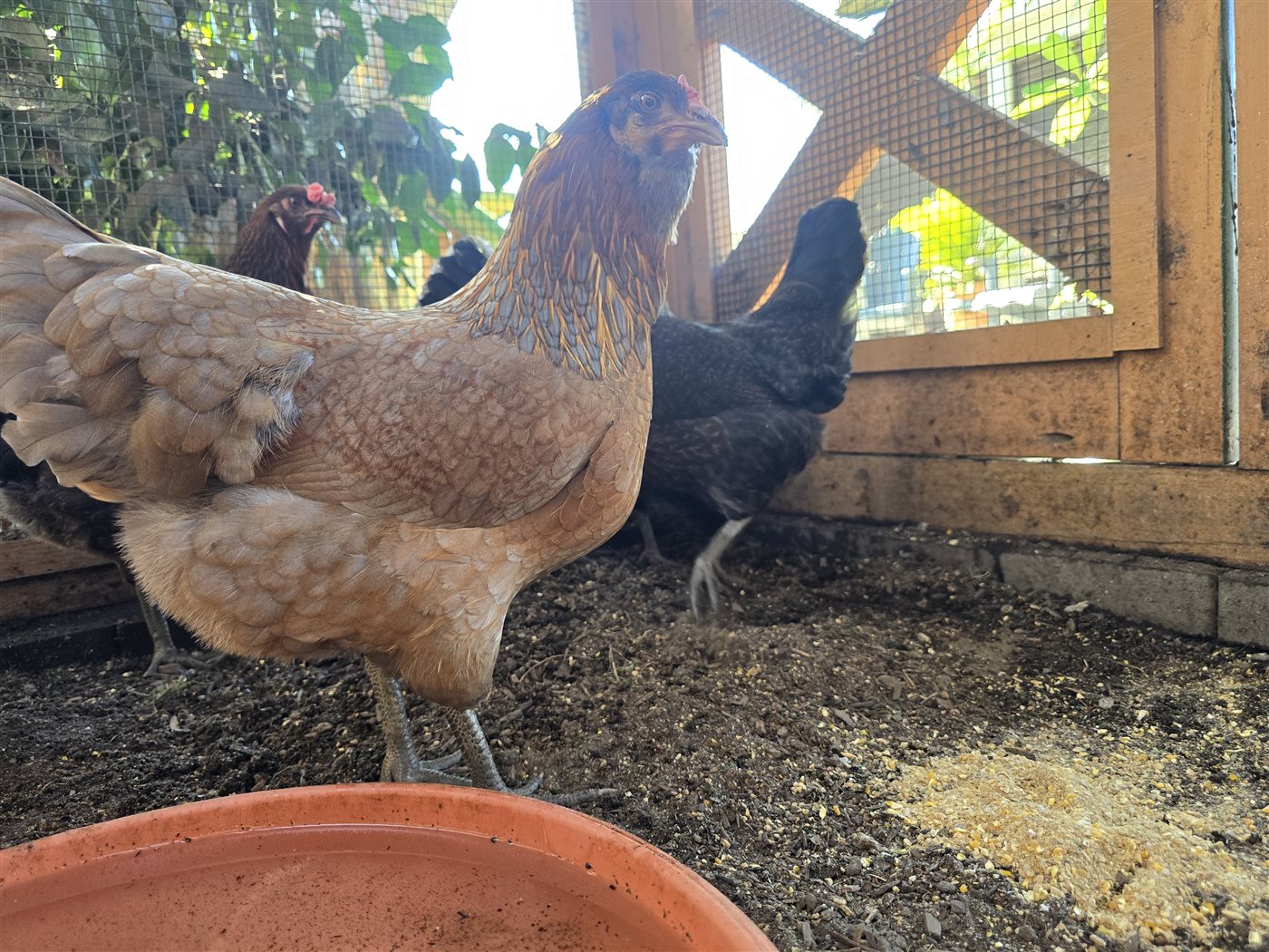 Goldie